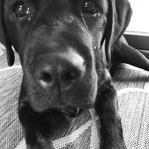 Meet your Posher, Saylor